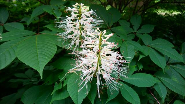 Schöne Blütenkerzen | Foto: Shima Mahi