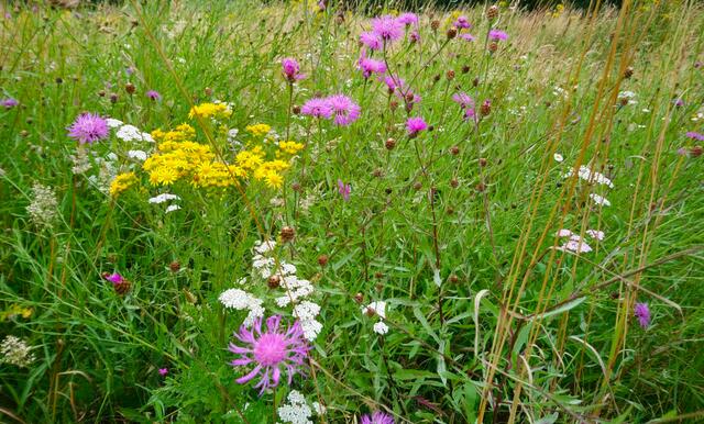 Blütenpracht | Foto: Shima Mahi