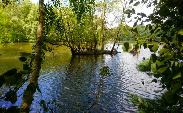 Idylle pur am Altwarmbüchener See. Auf der kleinen Insel drängeln sich Graugänse. | Foto: Shima Mahi