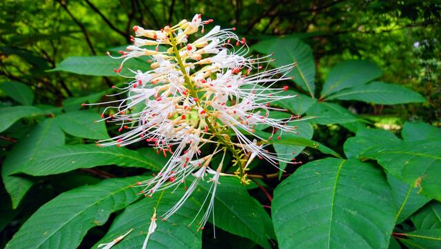 Blütenkerze an einem höheren Busch im Park | Foto: Shima Mahi