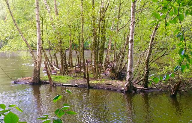 Graugänse auf Kleinstinsel | Foto: Shima Mahi