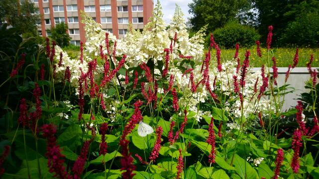 Garten an einer Wohnanlage | Foto: Shima Mahi