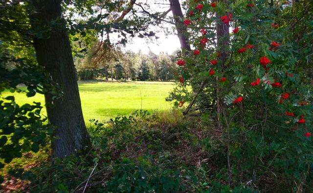 In der Wedemark | Foto: Shima Mahi