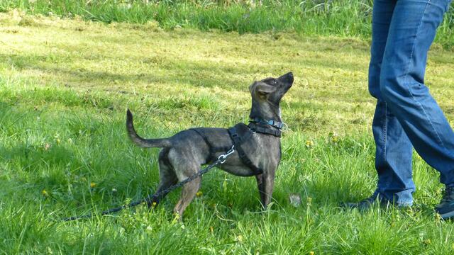 Prinzessin | Foto: Tierheim Höchstädt