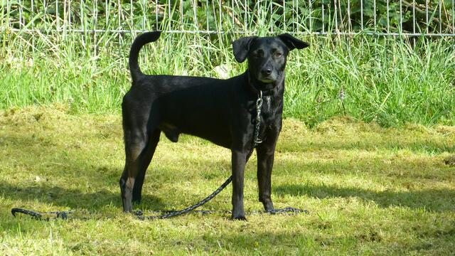 Blacky | Foto: Tierheim Höchstädt