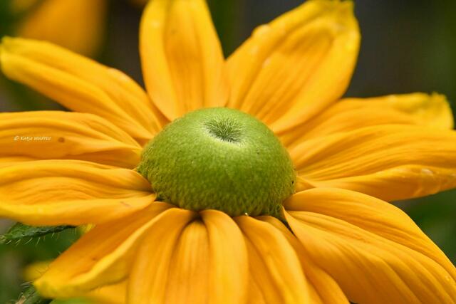 Garten im Jahreslauf (Foto: Katja Woidtke)

Sommerzeit im Juligarten - der einjährige Sonnenhut ist ein knallgelber Hingucker auf der Terrasse | Foto: Katja Woidtke