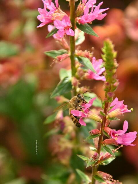 Garten im Jahreslauf (Foto: Katja Woidtke)

Sommerzeit im Juligarten - auf Futtersuche an den Blüten des Blutweiderichs (Lythrum salicaria) | Foto: Katja Woidtke