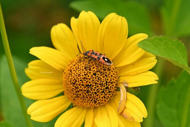Garten im Jahreslauf (Foto: Katja Woidtke)

Sommerzeit im Juligarten - Ritterwanze (Lygaeus equestris) | Foto: Katja Woidtke