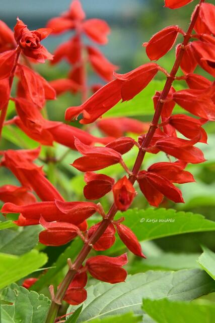 Garten im Jahreslauf (Foto: Katja Woidtke)

Sommerzeit im Juligarten - Roter Salbei setzt Akzente am Miniteich (und lockt Nacktschnecken an) | Foto: Katja Woidtke
