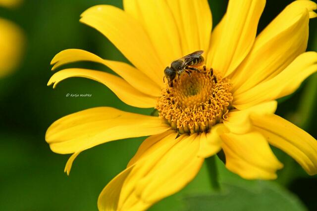 Garten im Jahreslauf (Foto: Katja Woidtke)

Sommerzeit im Juligarten - Wildbiene auf der Blüte einer Staudensonnenblume | Foto: Katja Woidtke