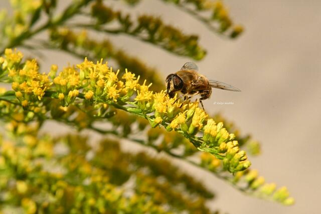 Garten im Jahreslauf (Foto: Katja Woidtke)

Sommerzeit im Juligarten - Schwebfliege (Syrphidae) auf den Blüten der Goldrute | Foto: Katja Woidtke
