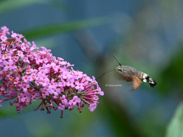 Garten im Jahreslauf (Foto: Katja Woidtke)

Sommerzeit im Juligarten - Taubenschwänzchen (Macroglossum stellatarum) am Sommerflieder | Foto: Katja Woidtke