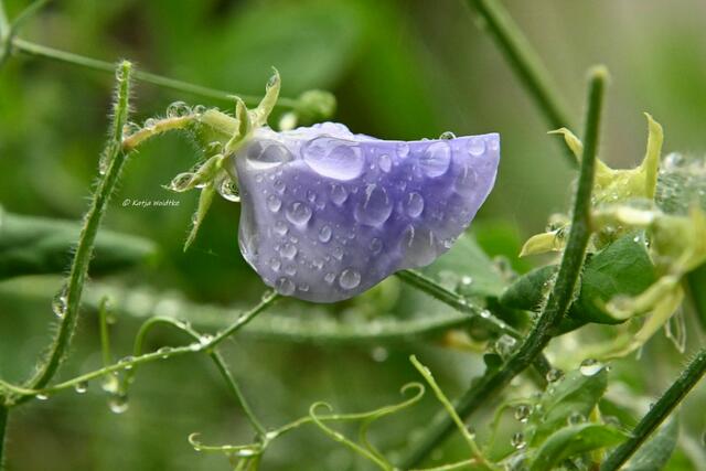 Garten im Jahreslauf (Foto: Katja Woidtke)

Sommerzeit im Juligarten - Duftwicke (Lathyrus odoratus) nach einem Regenschauer | Foto: Katja Woidtke