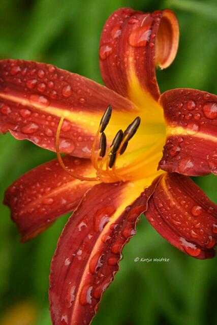 Garten im Jahreslauf (Foto: Katja Woidtke)

Sommerzeit im Juligarten - Taglilie (Hemerocallis) nach einem Regenschauer | Foto: Katja Woidtke