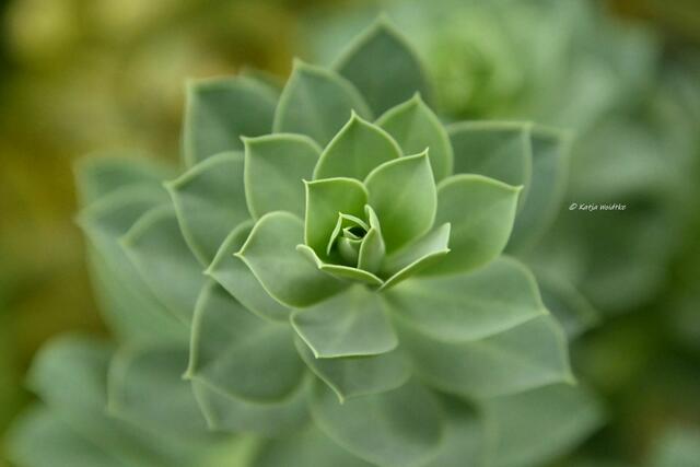 Garten im Jahreslauf (Foto: Katja Woidtke)

Sommerzeit im Juligarten - Walzen-Wolfsmilch (Euphorbia myrsinites) | Foto: Katja Woidtke