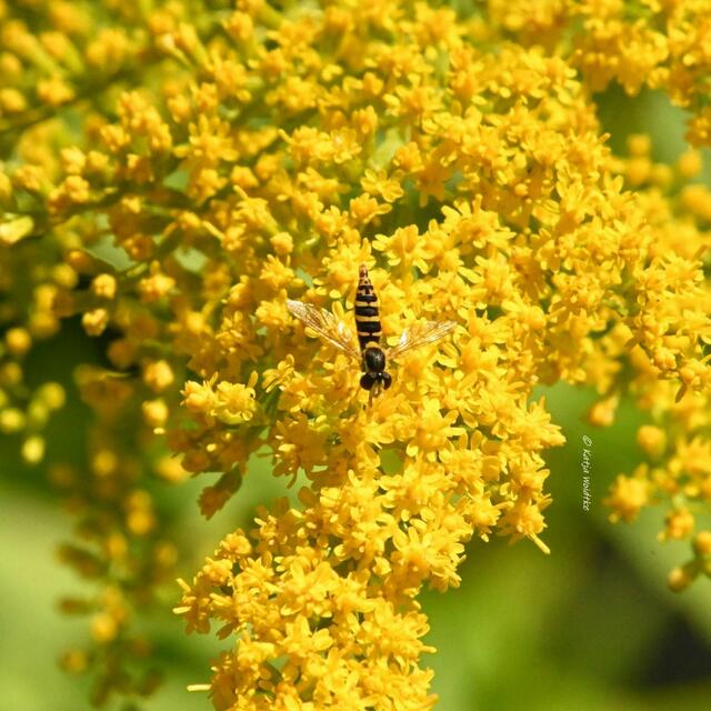 Garten im Jahreslauf (Foto: Katja Woidtke)

Sommerzeit im Juligarten - Schwebfliege in der Goldrute | Foto: Katja Woidtke