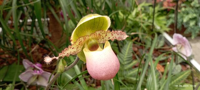 einheimische Orchidee, der Frauenschuh, es gibt mehr als 50 verschiedene Arten