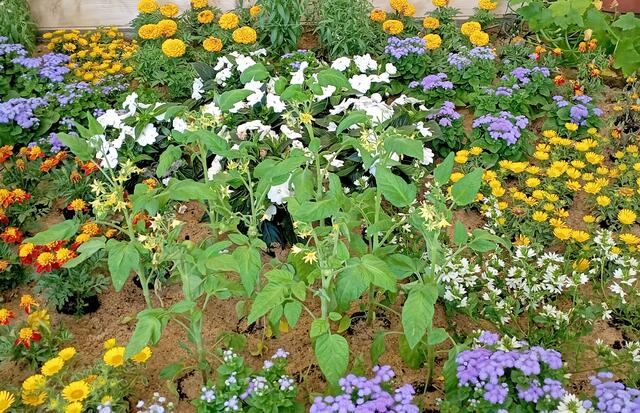 blühende Tomatenpflanzen zwischen Blumen