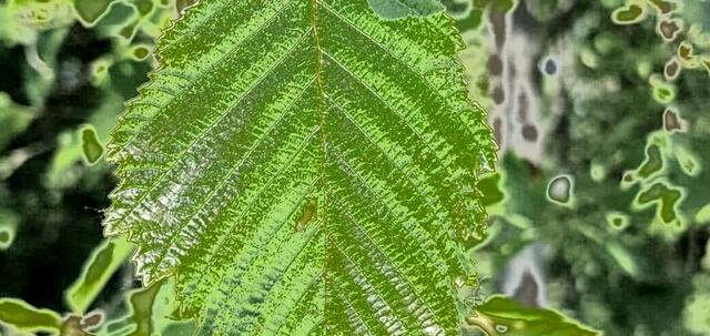 Iris - 1 Punkt - Grau-Erle