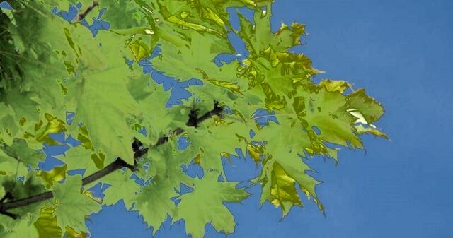 Nicole -  1 Punkt - Spitzahorn