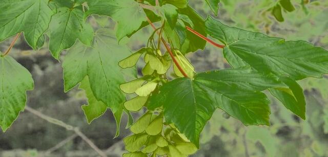 Nicole - 1 Punkt -  Bergahorn