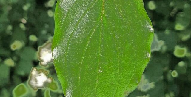 Nicole - 1 Punkt - Roter Hartriegel