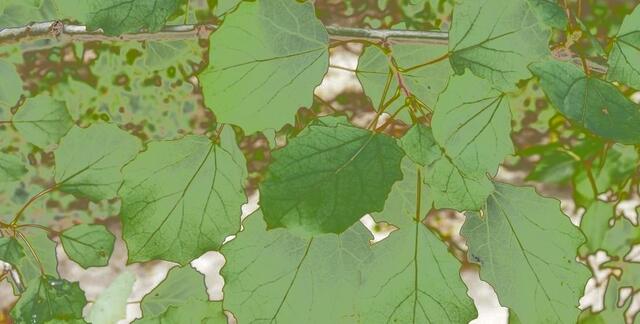 Amadeus - 1 Punkt - Zitterpappel