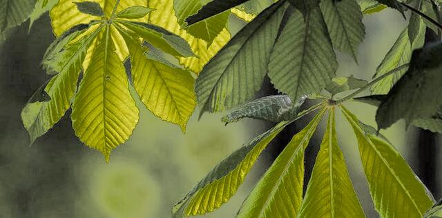 Iris / Nicole - je 1 Punkt - Kastanie / Rosskastanie