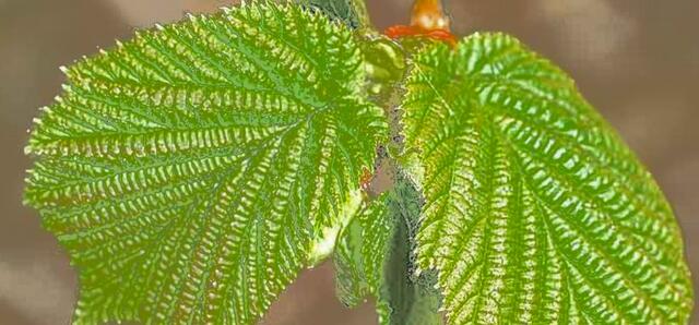 Amadeus - 1 Punkt - Haselnuss