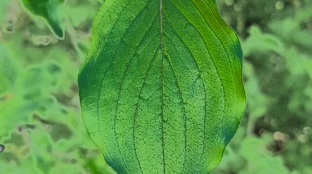 Nicole - 1 Punkt -  Kornelkirsche