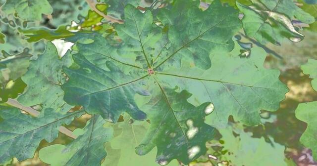 Nicole - 1 Punkt -  Stieleiche