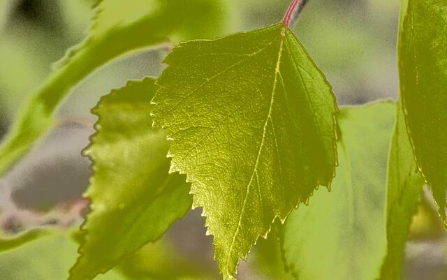 Amadeus - 1 Punkt - Birke