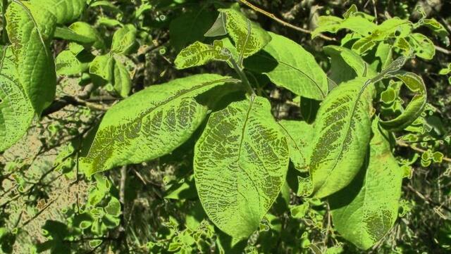 Nicole - 1 Punkt - Salweide / Weidekätzchen