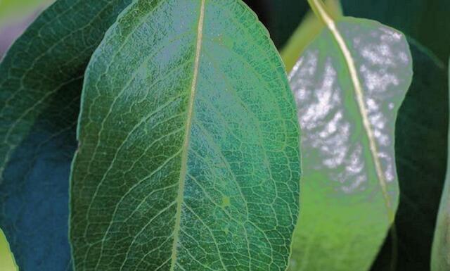 Amadeus - 1 Punkt -  Birnbaum