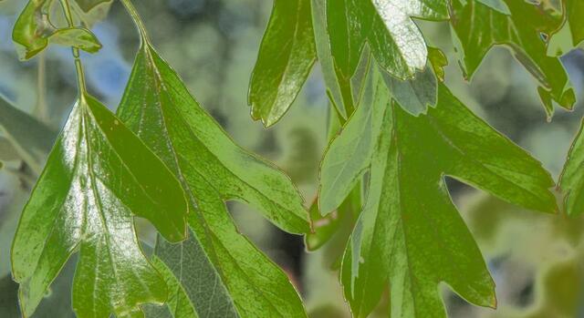 Nicole - 1 Punkt - Weißdorn