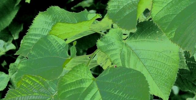 Amadeus - 1 Punkt - Sommerlinde