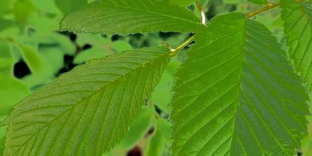 Amadeus - 1 Punkt - Ulme