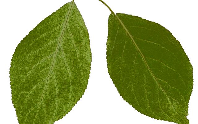 Amadeus - 1 Punkt - Pflaume