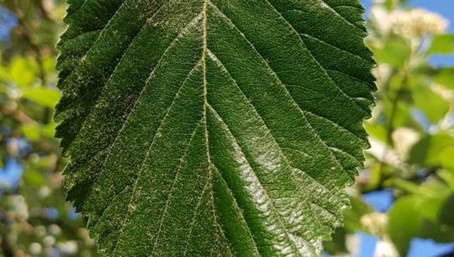 Nicole - 1 Punkt - gewöhnliche Mehlbeere