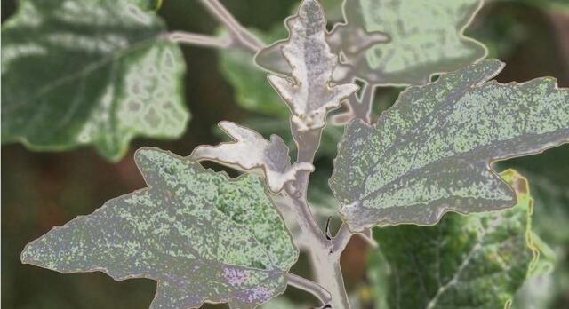 Amadeus - 1 Punkt - Weiß- /Silberpappel