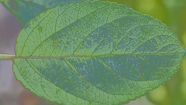 Iris - 1 Punkt - Apfelbaum