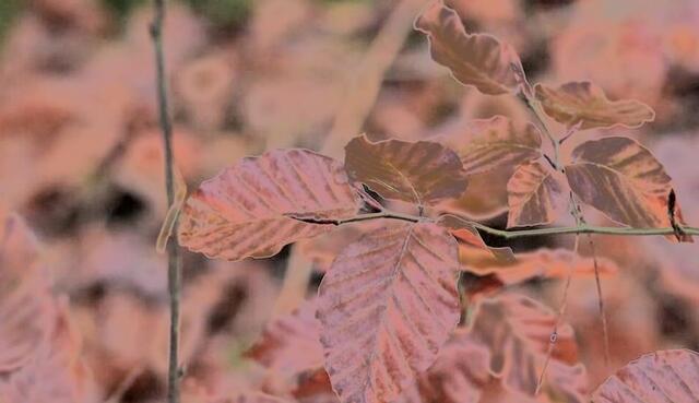 Nicole - 1 Punkt - Rotbuche