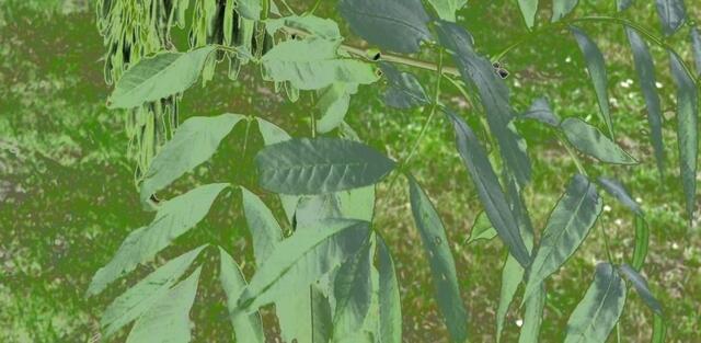 Amadeus - 1 Punkt - Esche