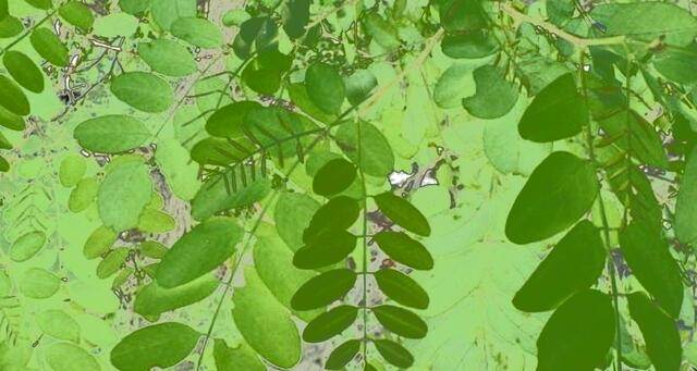 Nicole - 1 Punkt - Robinie