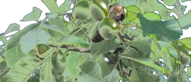 Amadeus - 1 Punkt - Walnussbaum