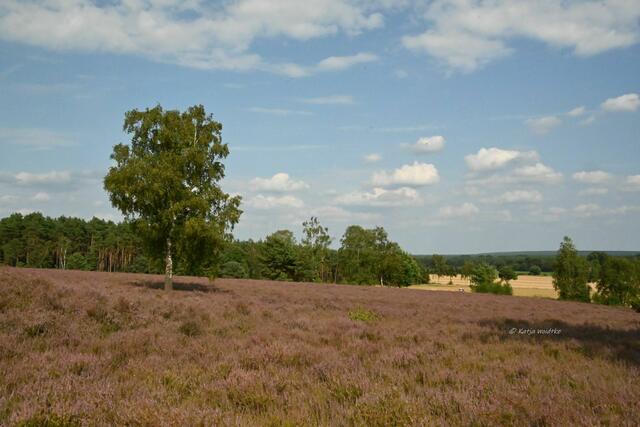 Ausflüge in der Südheide (Foto: Katja Woidtke)

Heideblüte am Wietzer Berg | Foto: Katja Woidtke