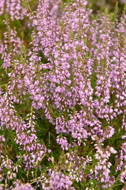 Ausflüge in der Südheide (Foto: Katja Woidtke)

Heideblüte am Wietzer Berg | Foto: Katja Woidtke