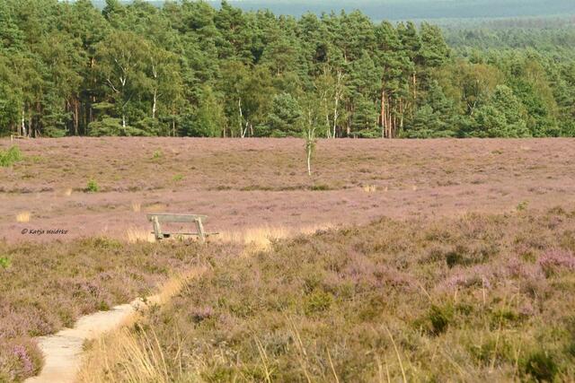 Ausflüge in der Südheide (Foto: Katja Woidtke)

Heideblüte am Wietzer Berg | Foto: Katja Woidtke