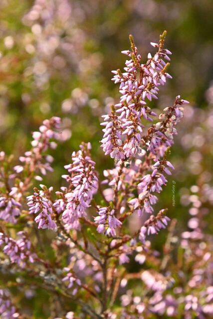 Ausflüge in der Südheide (Foto: Katja Woidtke)

Heideblüte am Wietzer Berg | Foto: Katja Woidtke