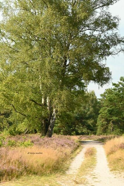 Ausflüge in der Südheide (Foto: Katja Woidtke)

Heideblüte am Wietzer Berg | Foto: Katja Woidtke